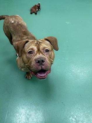 Enlarge Cabernet, a Adoptable mixed breed in Detroit, MI image 3/3