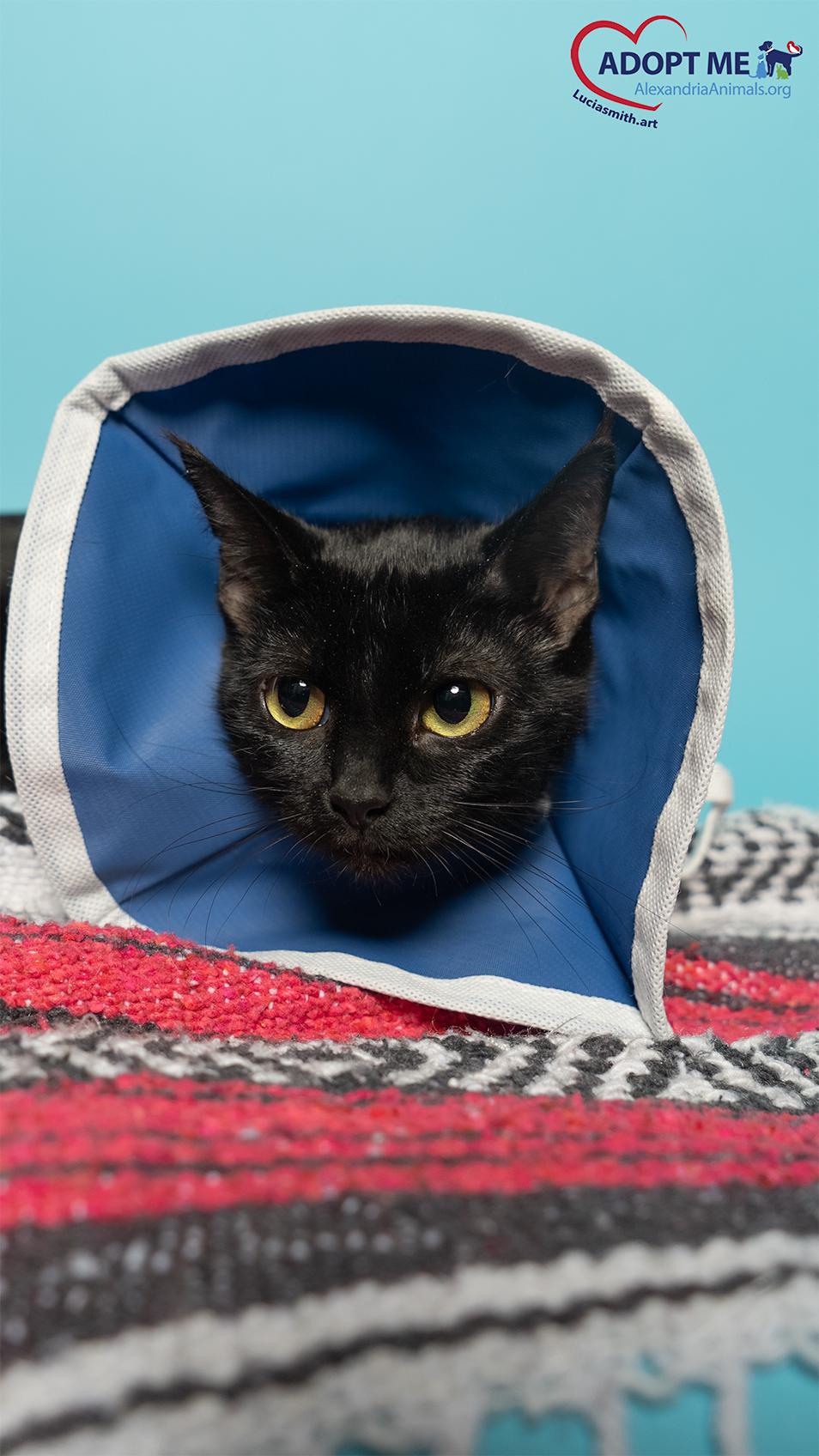 Enlarge Omi, a Adoptable Domestic Short Hair in Alexandria, VA image 1/2