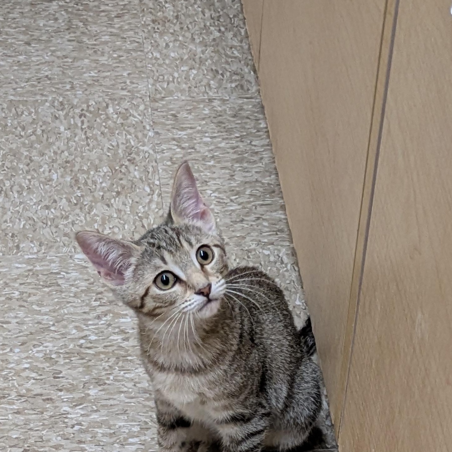 Enlarge Willow & Daisy, a Adoptable Domestic Short Hair in Buffalo, NY image 6/6