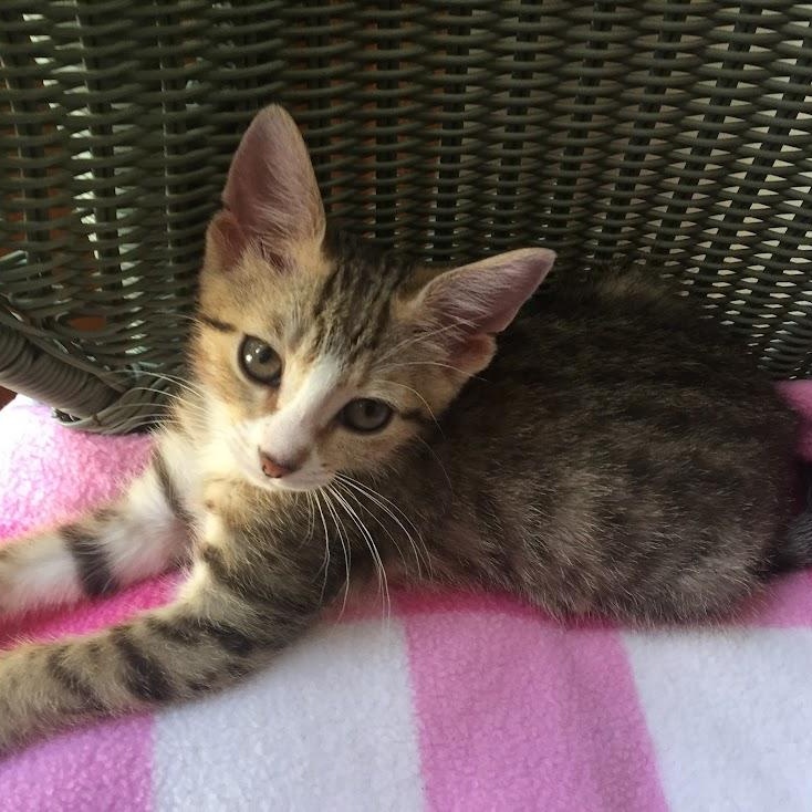 Enlarge Willow & Daisy, a Adoptable Domestic Short Hair in Buffalo, NY image 2/6