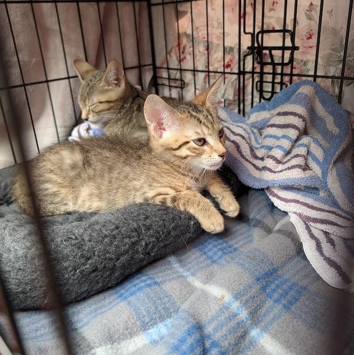 Enlarge Willow & Daisy, a Adoptable Domestic Short Hair in Buffalo, NY image 5/6