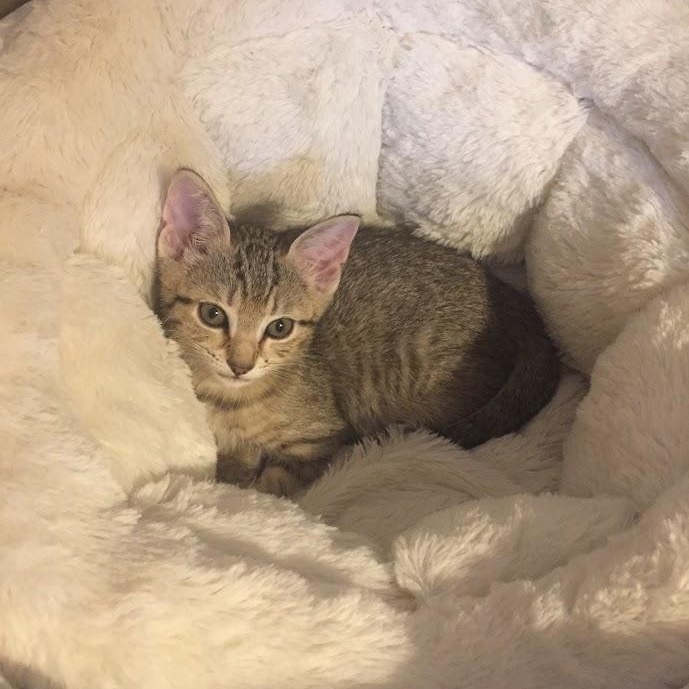 Enlarge Willow & Daisy, a Adoptable Domestic Short Hair in Buffalo, NY image 3/6