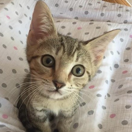 Enlarge Willow & Daisy, a Adoptable Domestic Short Hair in Buffalo, NY image 1/6