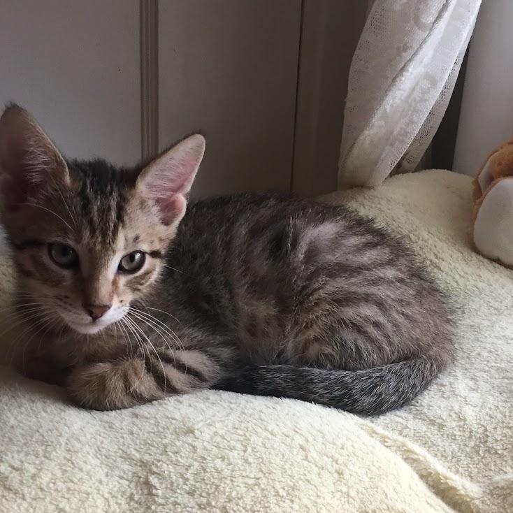 Enlarge Willow & Daisy, a Adoptable Domestic Short Hair in Buffalo, NY image 4/6
