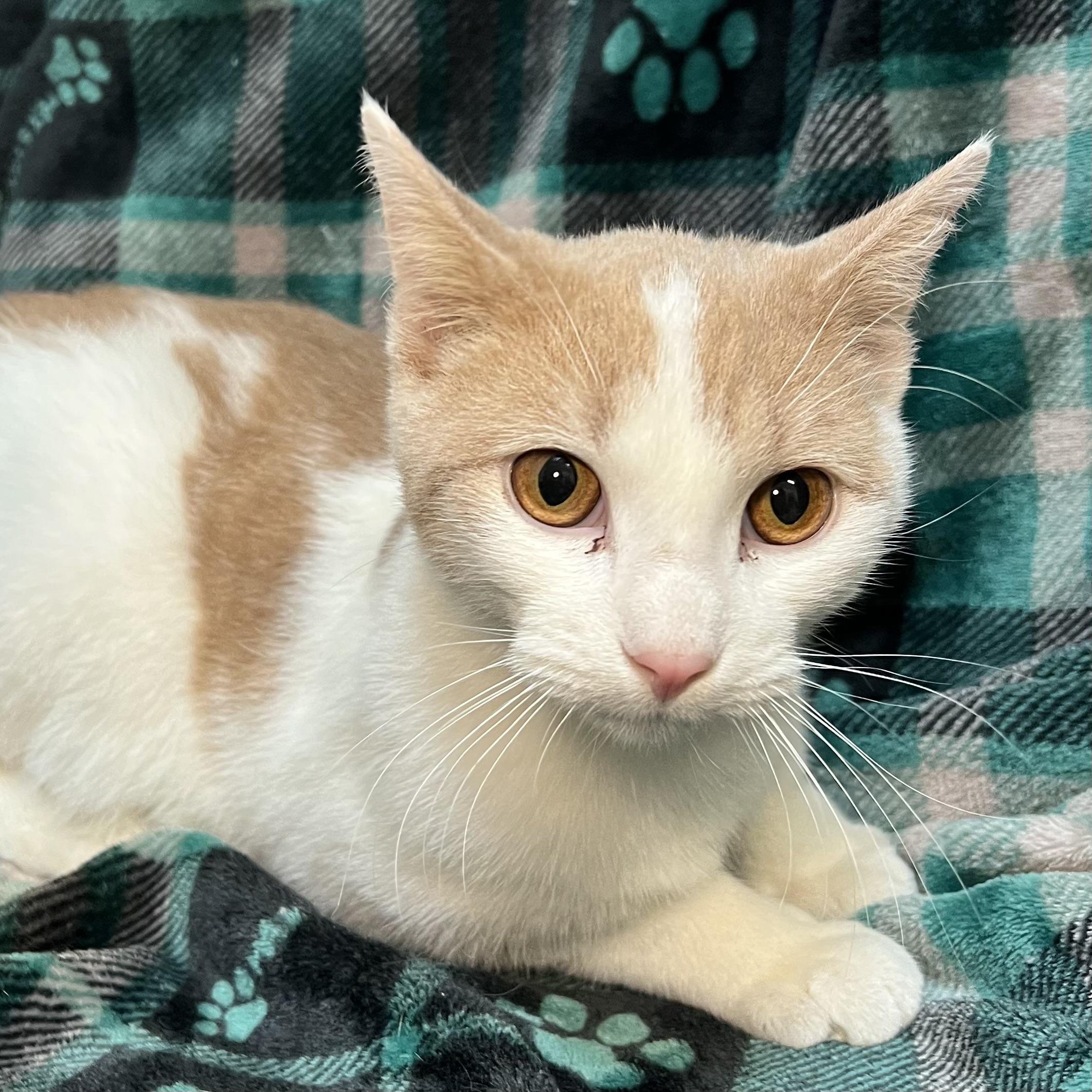 Enlarge Meowie (pronounced Maui), an adopted Domestic Short Hair in Fairmont, MN image 5/5