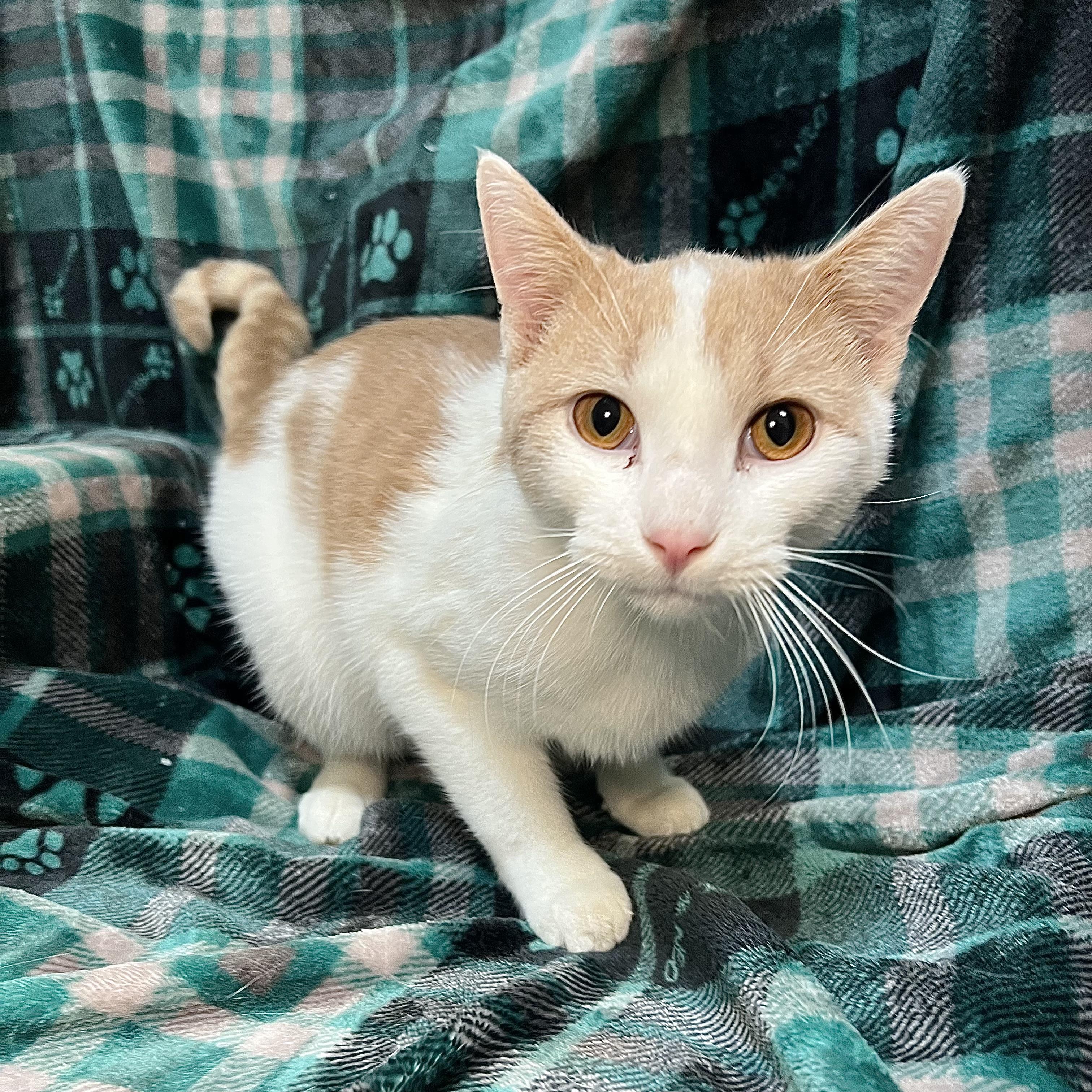 Enlarge Meowie (pronounced Maui), an adopted Domestic Short Hair in Fairmont, MN image 3/5