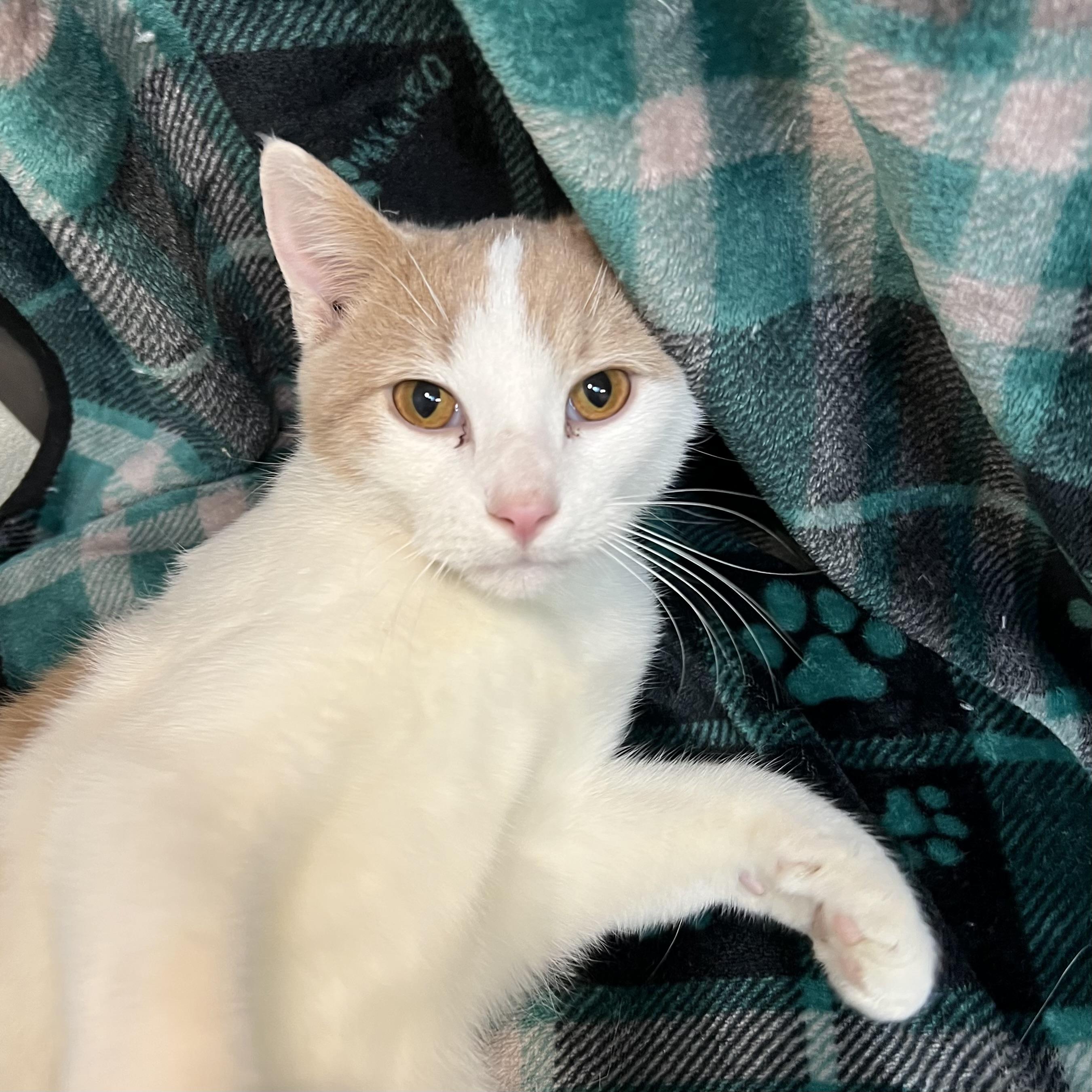 Enlarge Meowie (pronounced Maui), an adopted Domestic Short Hair in Fairmont, MN image 2/5