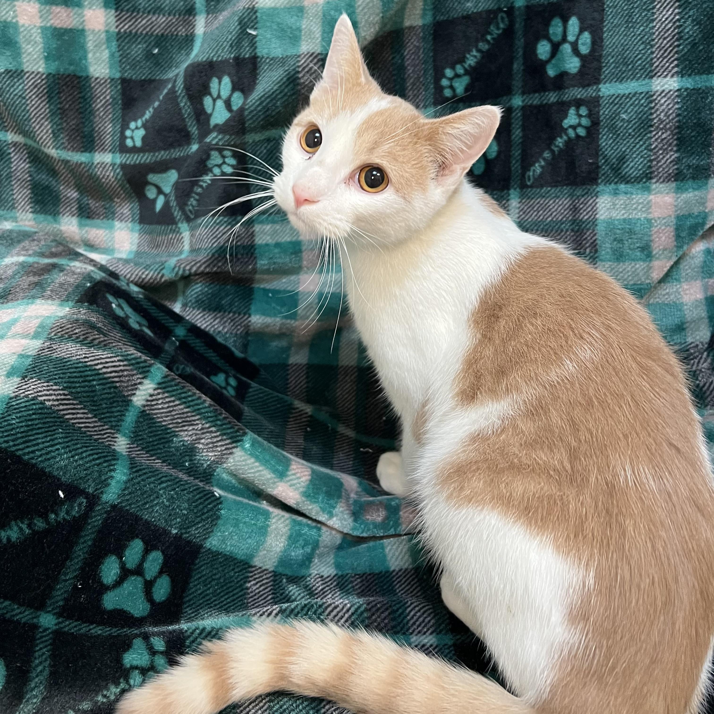 Meowie (pronounced Maui), adopted, Young Male Domestic Short Hair.