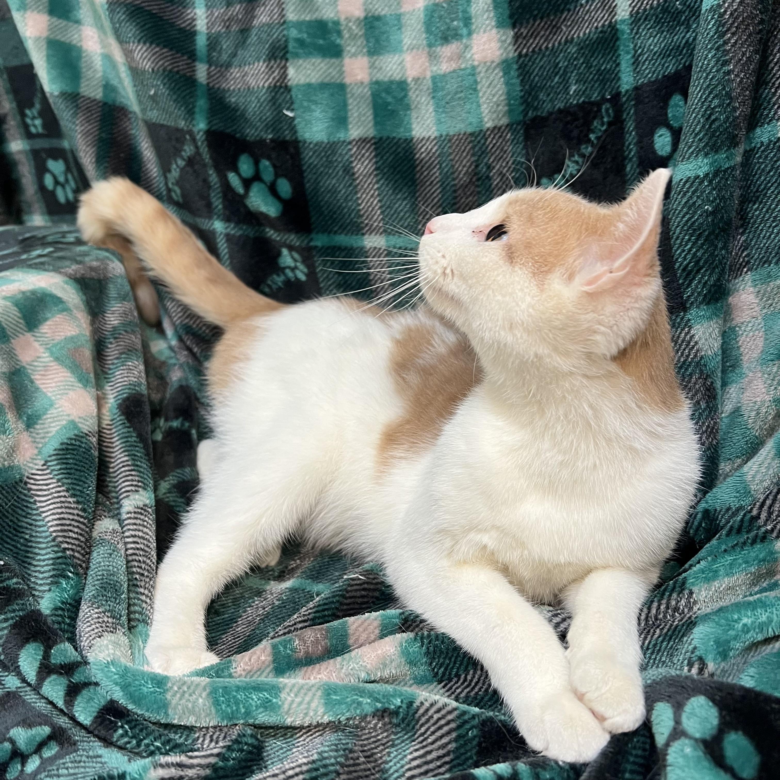 Enlarge Meowie (pronounced Maui), an adopted Domestic Short Hair in Fairmont, MN image 4/5