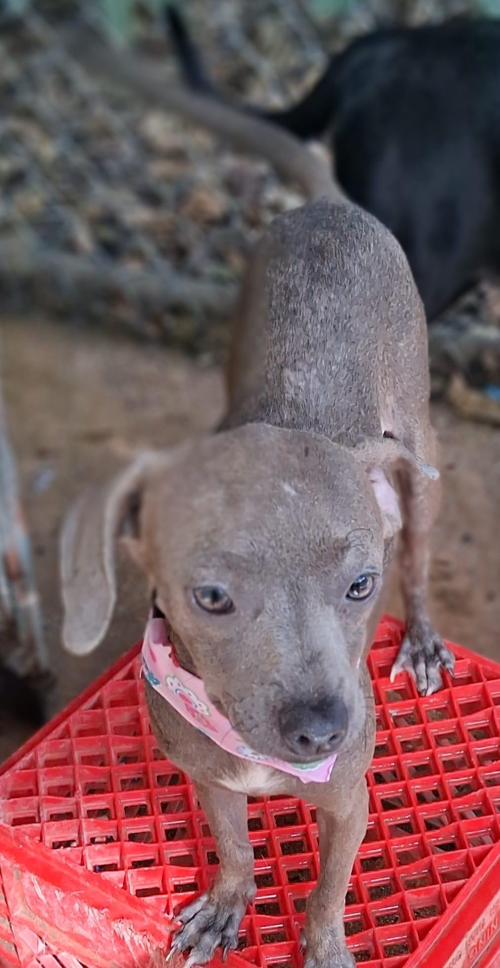 Gracie, an adopted mixed breed in Albion, NY image 2/2