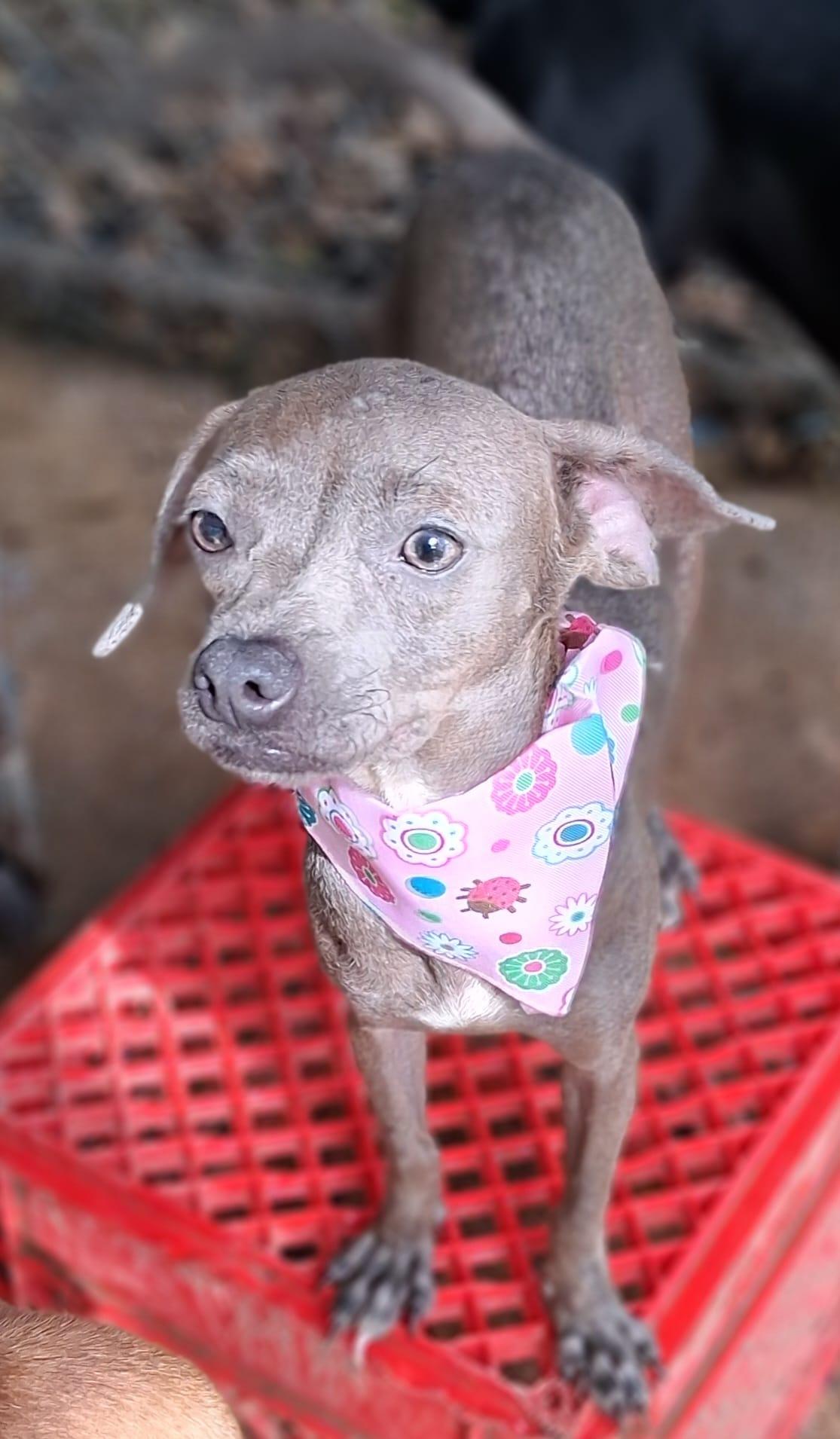 Gracie, an adopted mixed breed in Albion, NY image 1/2