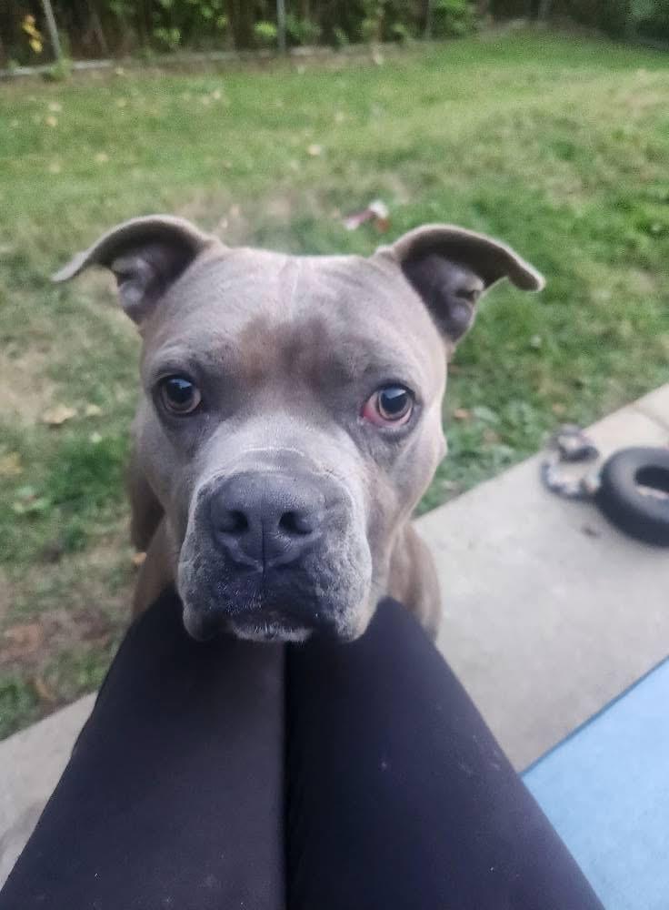 Enlarge Remi, a Adoptable mixed breed in North Huntingdon, PA image 1/4