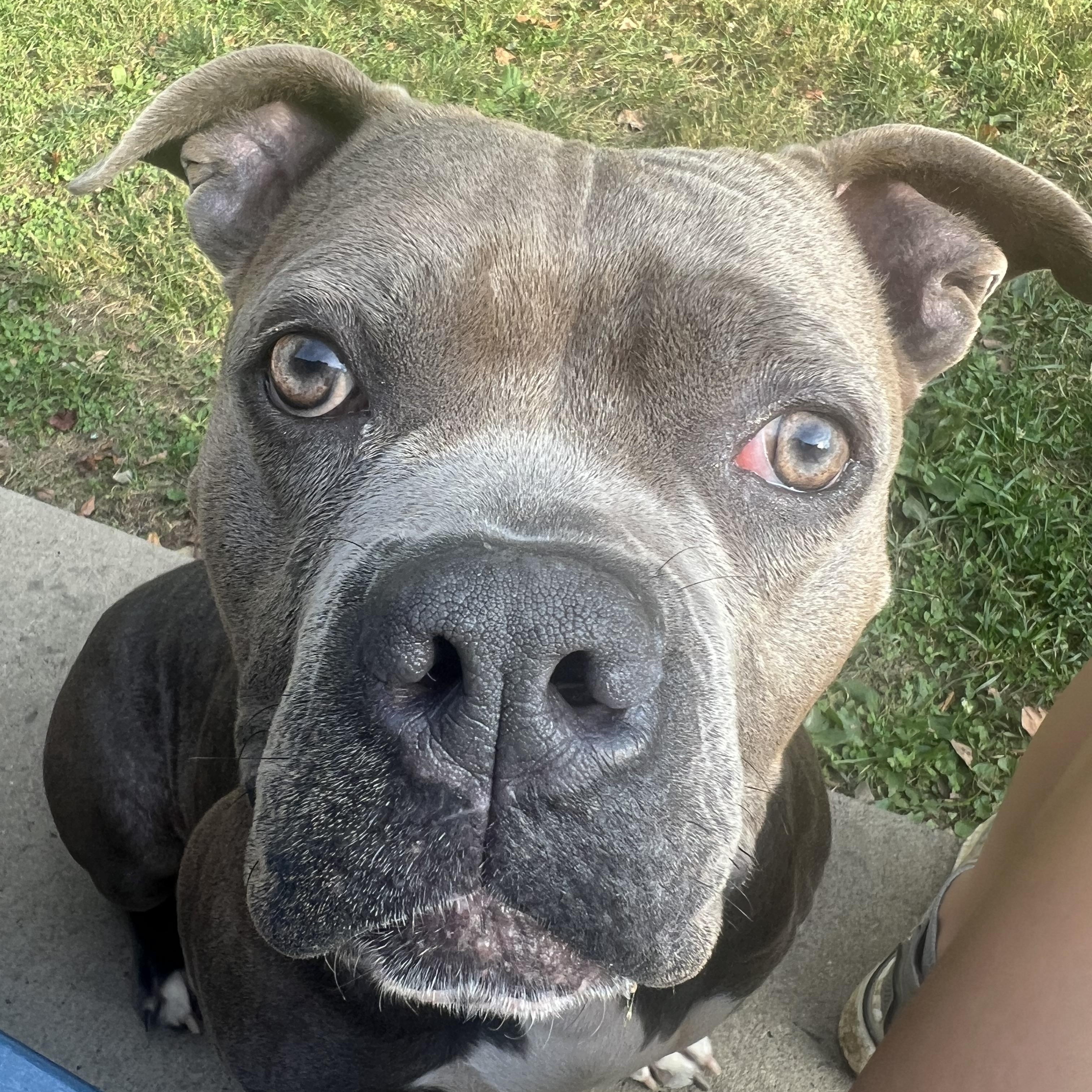 Enlarge Remi, a Adoptable mixed breed in North Huntingdon, PA image 2/4