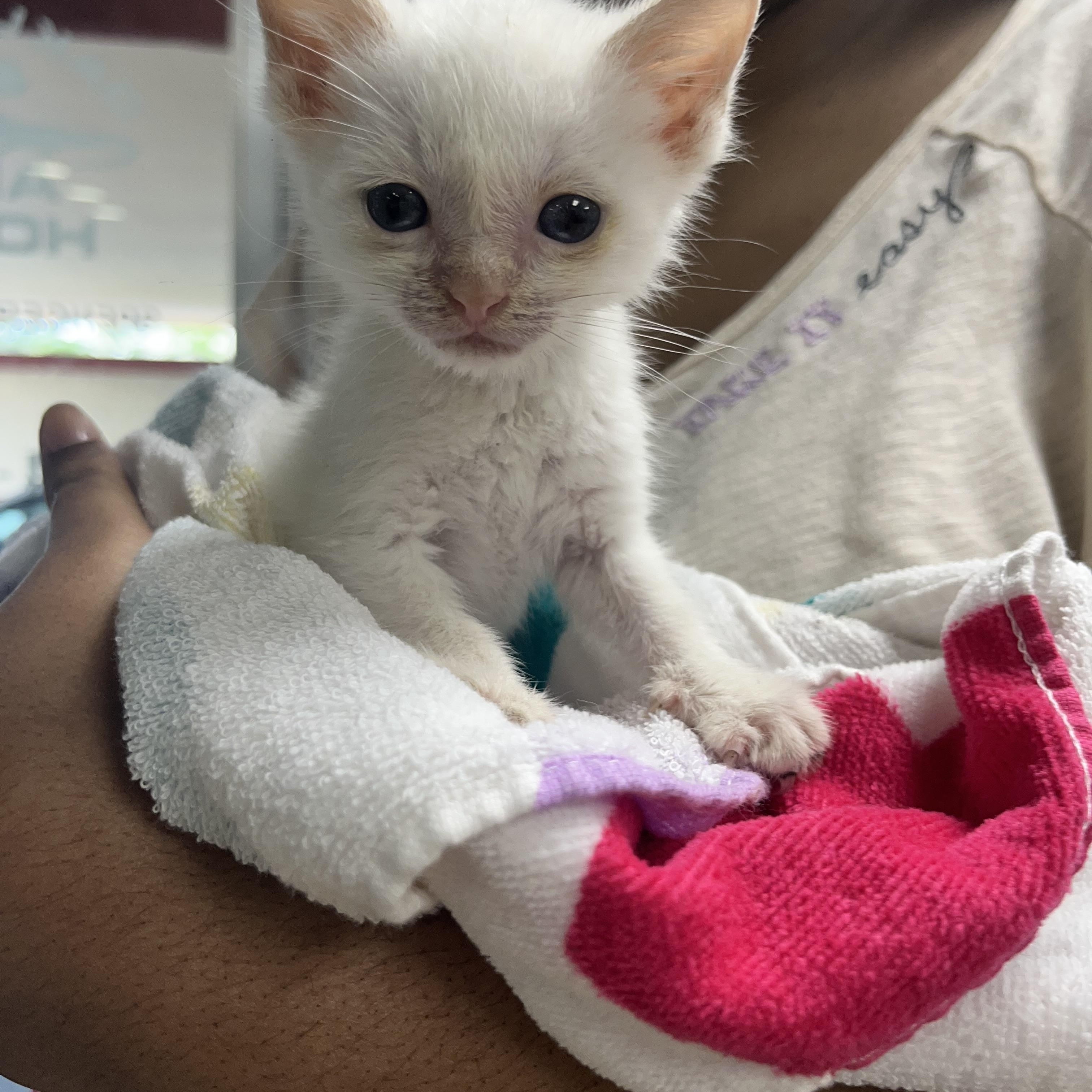 Prince Boy , adopted, Kitten Male Siamese.