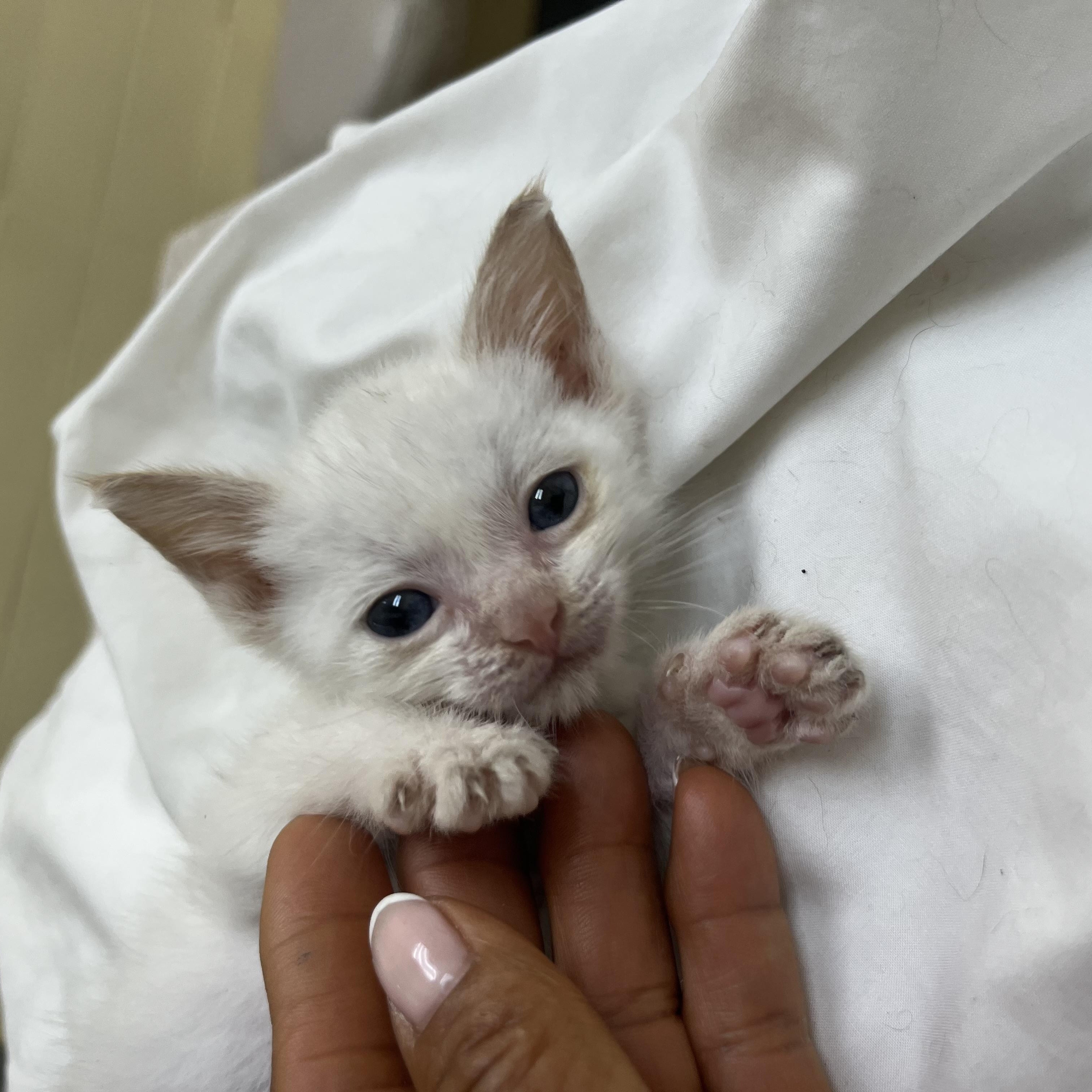Enlarge Prince Boy , an adopted Siamese in Parkland, FL image 2/3