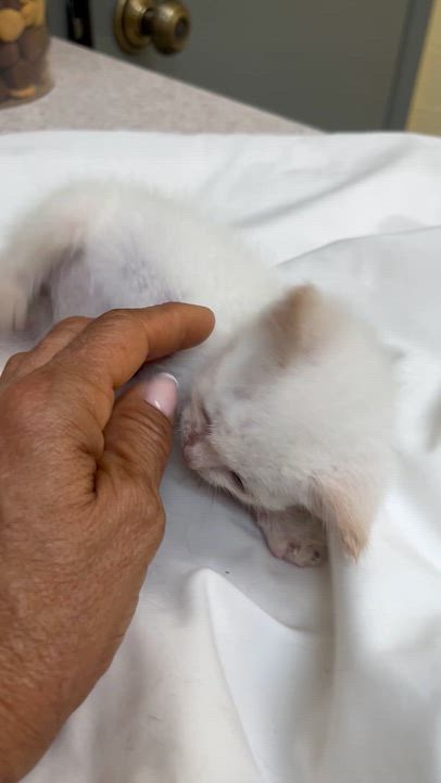 Enlarge Prince Boy , an adopted Siamese in Parkland, FL video 3/3