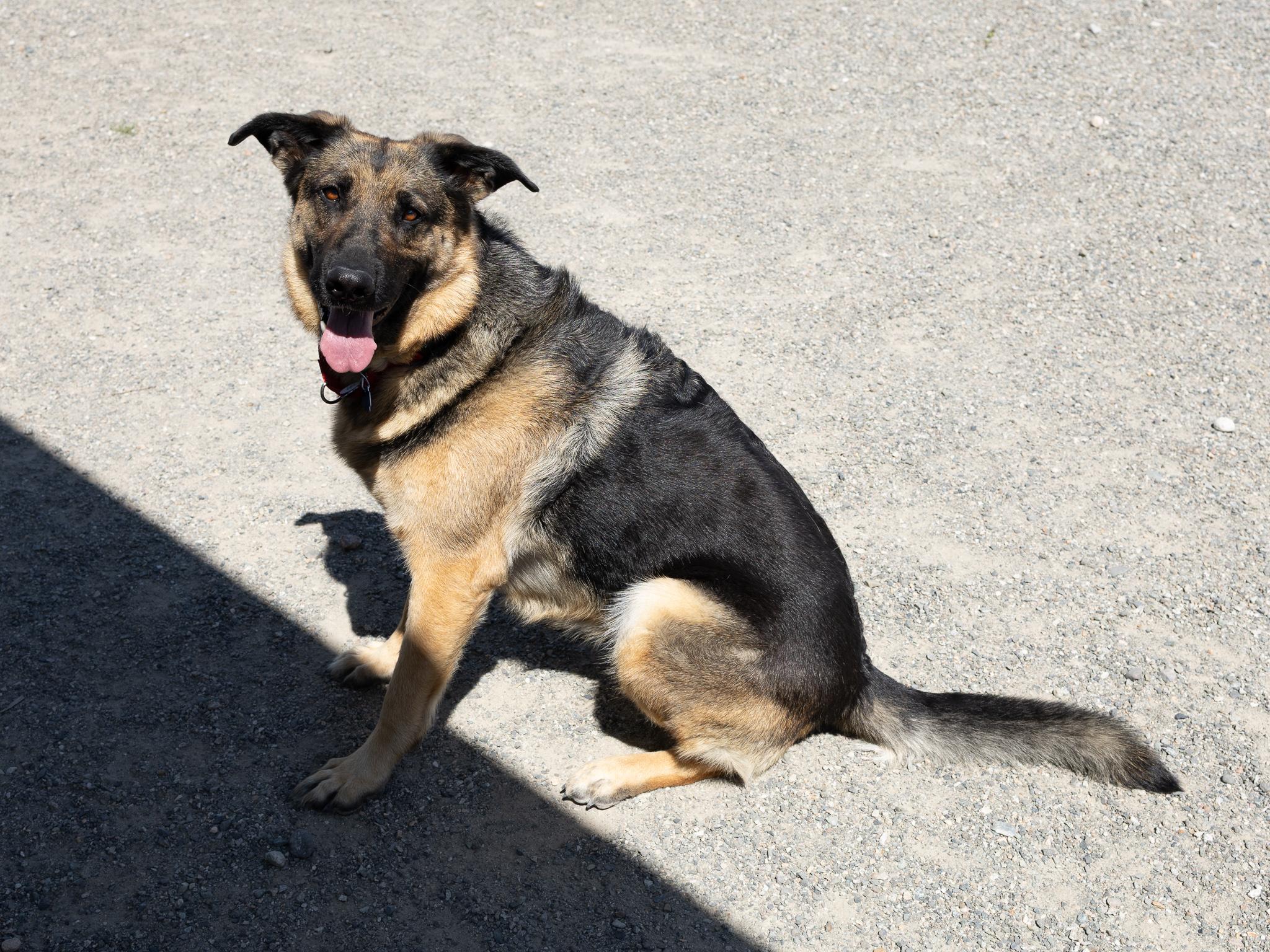 Jackie, a Adoptable German Shepherd Dog in Monroe, WA image 3/6