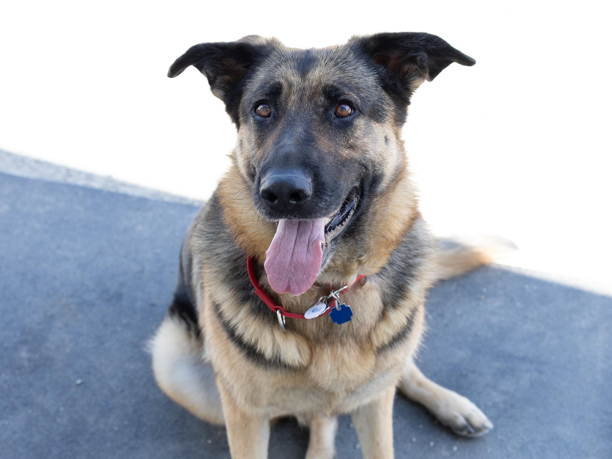 Jackie, a Adoptable German Shepherd Dog in Monroe, WA image 4/6
