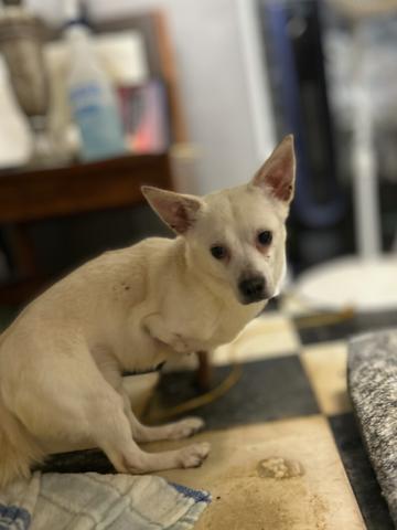 Pogo, an adopted Chihuahua in Chicago, IL_image-1