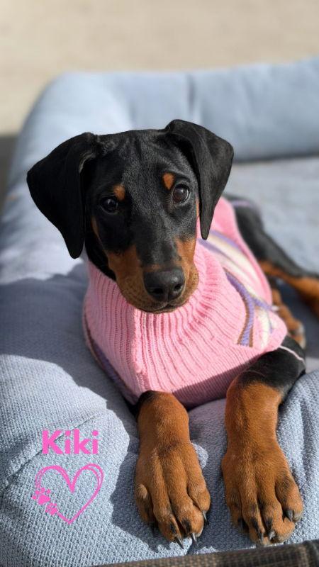 Enlarge KiKi, a Adopted mixed breed in Monte Vista, CO image 1/3