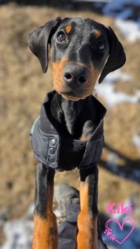 Enlarge KiKi, a Adopted mixed breed in Monte Vista, CO image 2/3