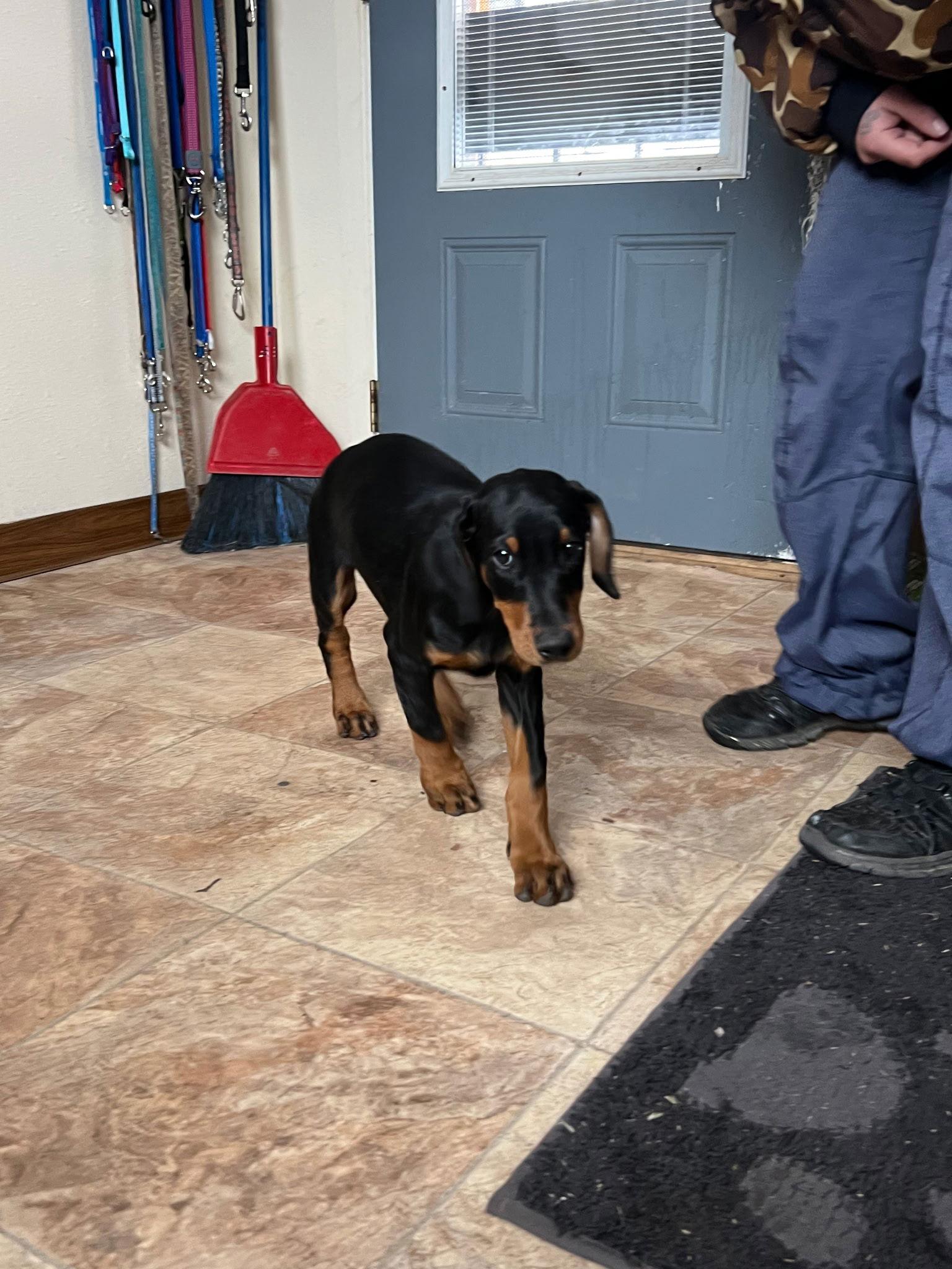 Enlarge KiKi, a Adopted mixed breed in Monte Vista, CO image 3/3