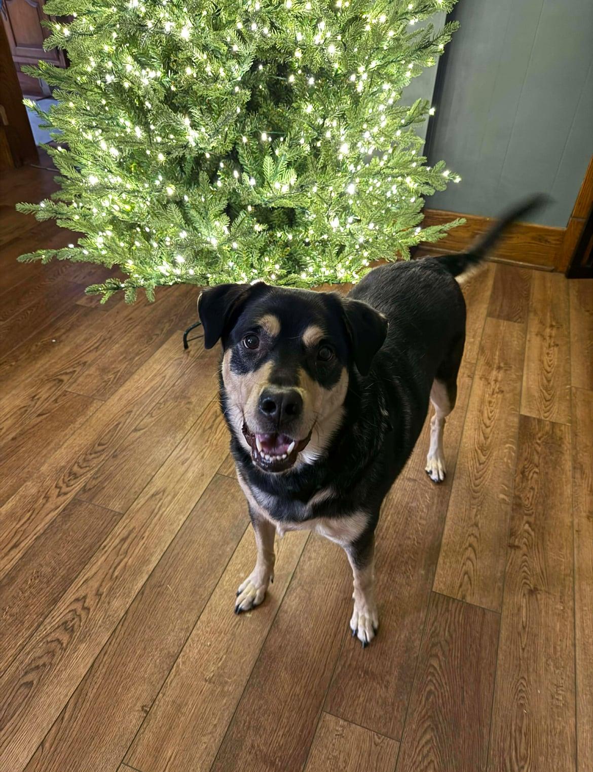 Charlie!!, a ADOPTABLE mixed breed in Celina, OH image 1/3