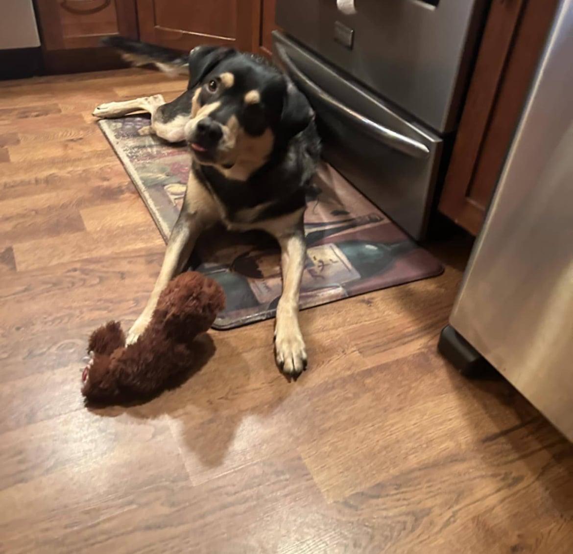 Charlie!!, a ADOPTABLE mixed breed in Celina, OH image 2/3