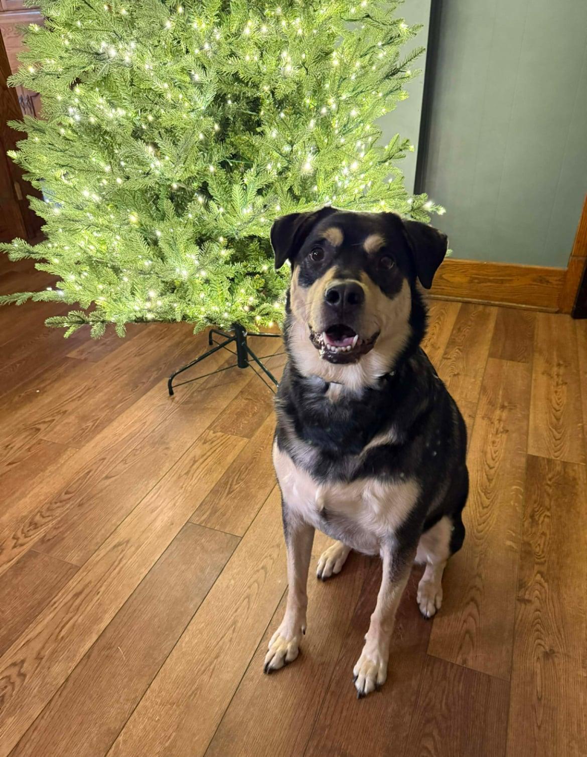 Charlie!!, a ADOPTABLE mixed breed in Celina, OH image 3/3