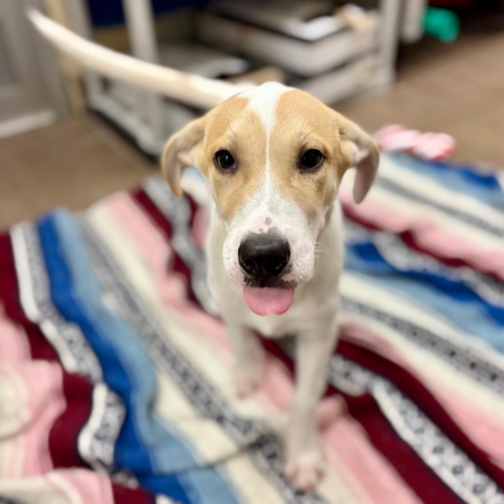 Mowgli, Adoptable, Puppy Male Great Pyrenees & Mixed Breed.