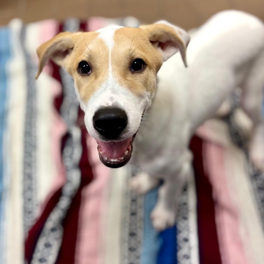 Enlarge Mowgli, a Adoptable mixed breed in Westhampton, NY image 2/4