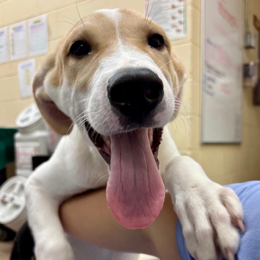 Enlarge Mowgli, a Adoptable mixed breed in Westhampton, NY image 3/4