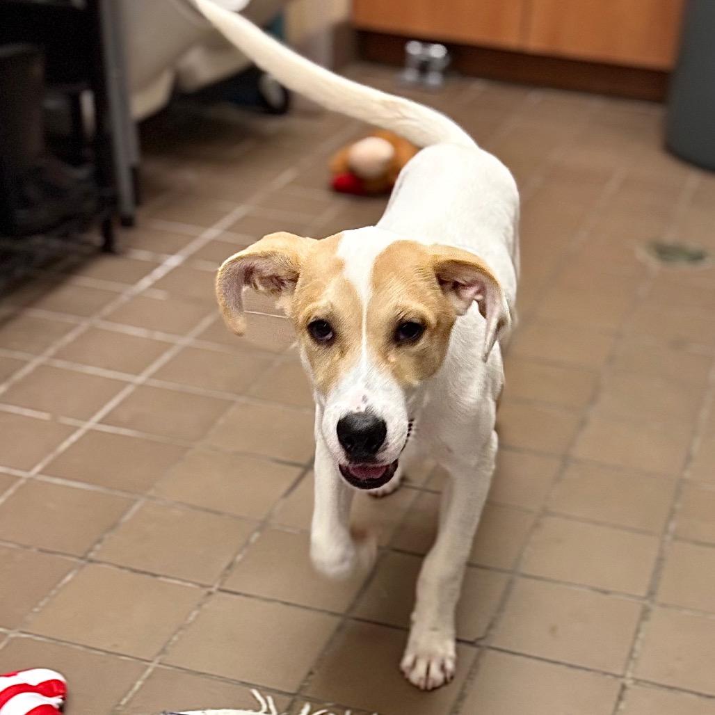 Enlarge Mowgli, a Adoptable mixed breed in Westhampton, NY image 4/4
