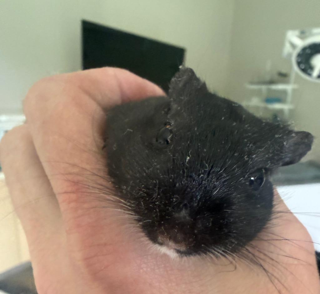 Enlarge Ham, a Adoptable Gerbil in Hyde Park, NY image 1/1