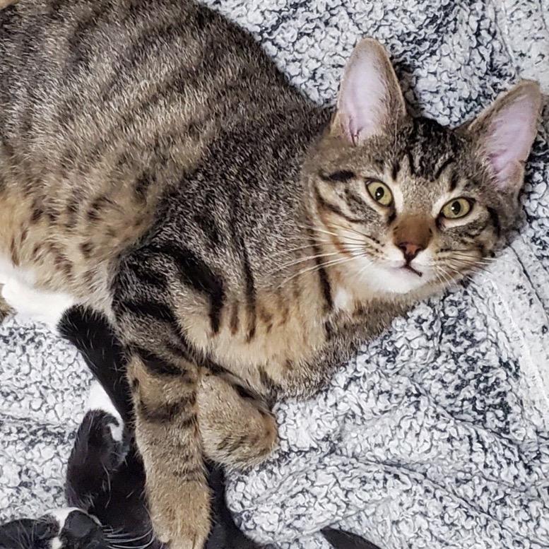 Enlarge Connor McGregor, a Adoptable Domestic Short Hair in Columbia, MO image 1/2
