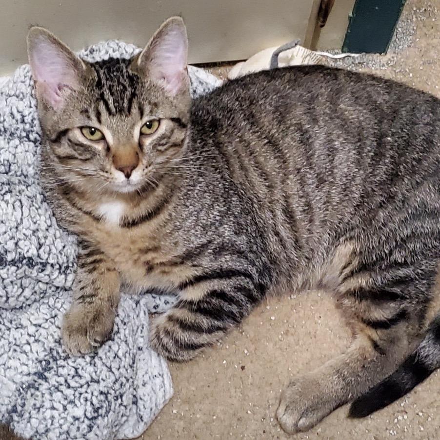 Enlarge Connor McGregor, a Adoptable Domestic Short Hair in Columbia, MO image 2/2