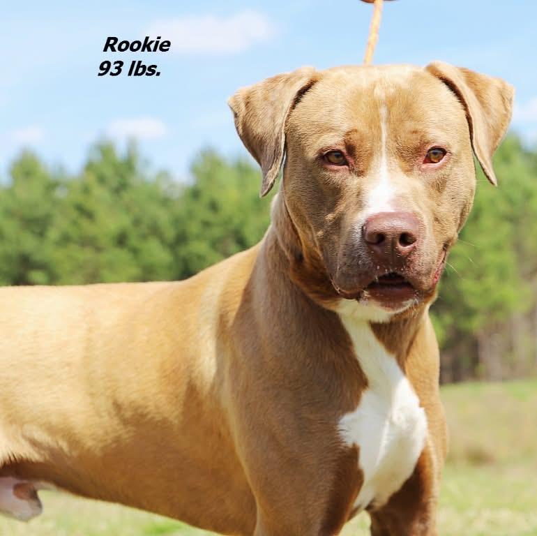 Rookie, Adoptable, Young Male Mixed Breed.