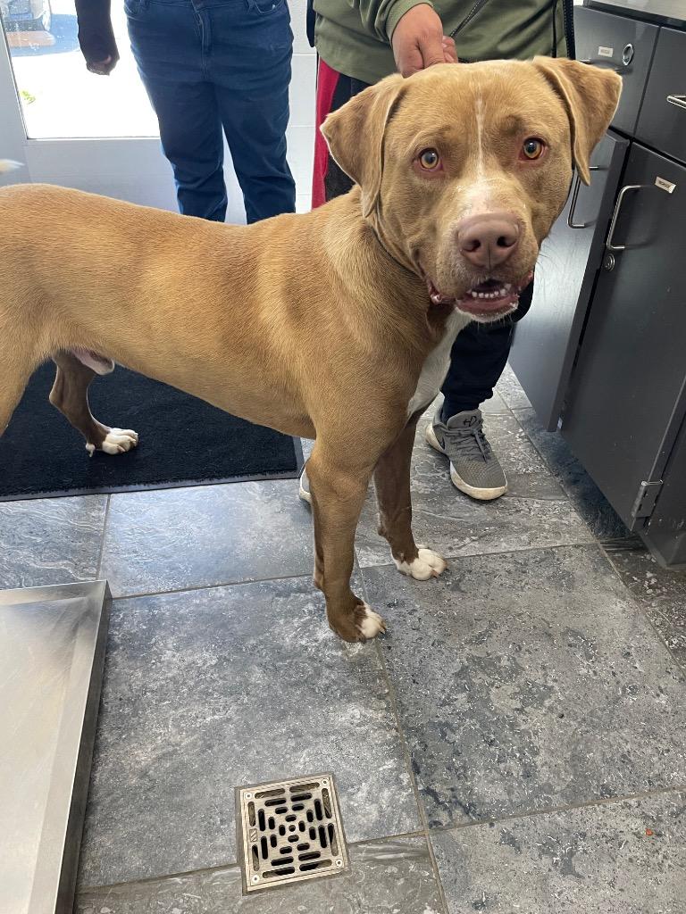 Enlarge Rookie, a Adoptable mixed breed in Oxford, NC image 2/2