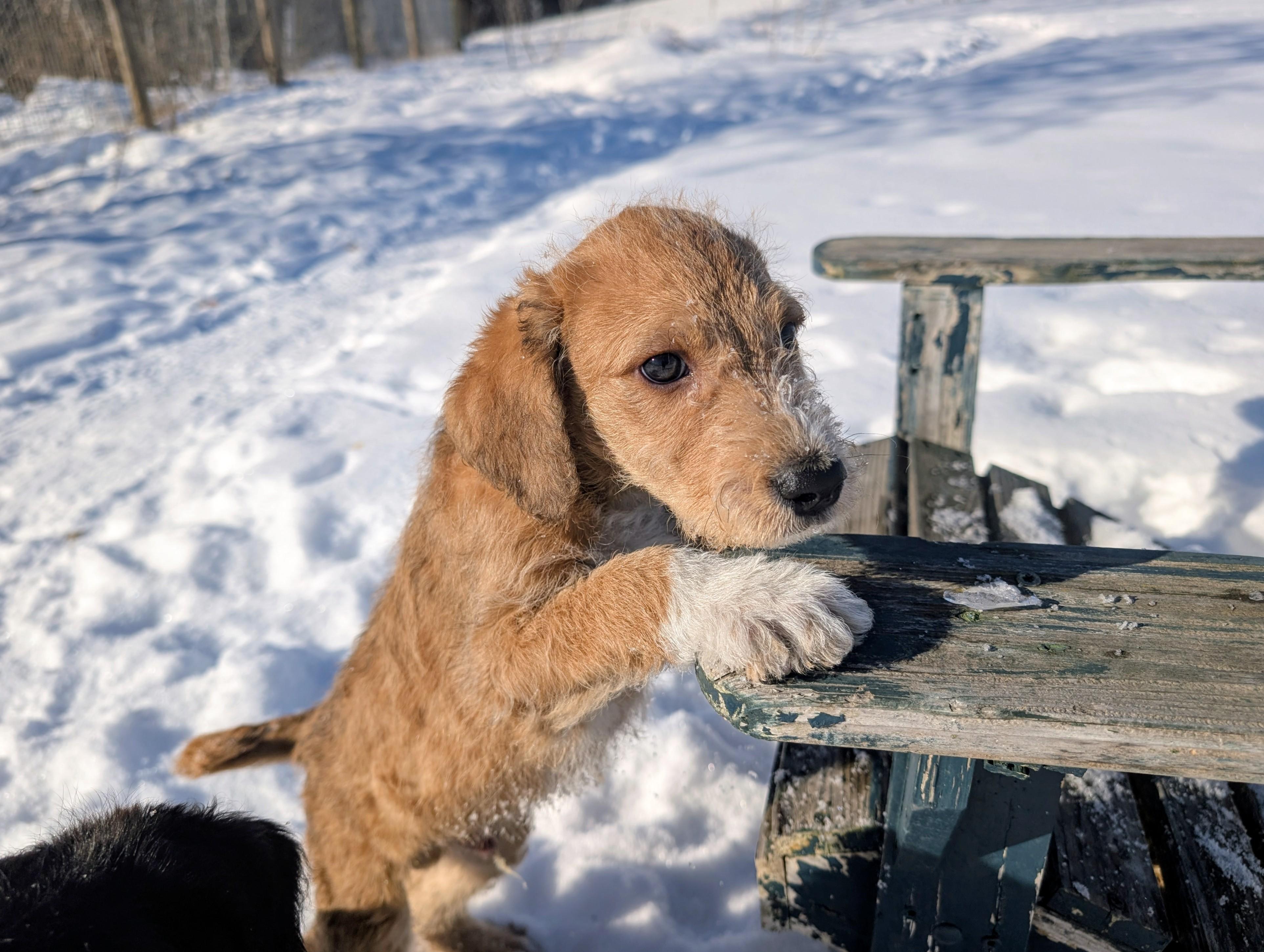 Enlarge Beck, a Adoptable mixed breed in Minneapolis, MN image 5/6