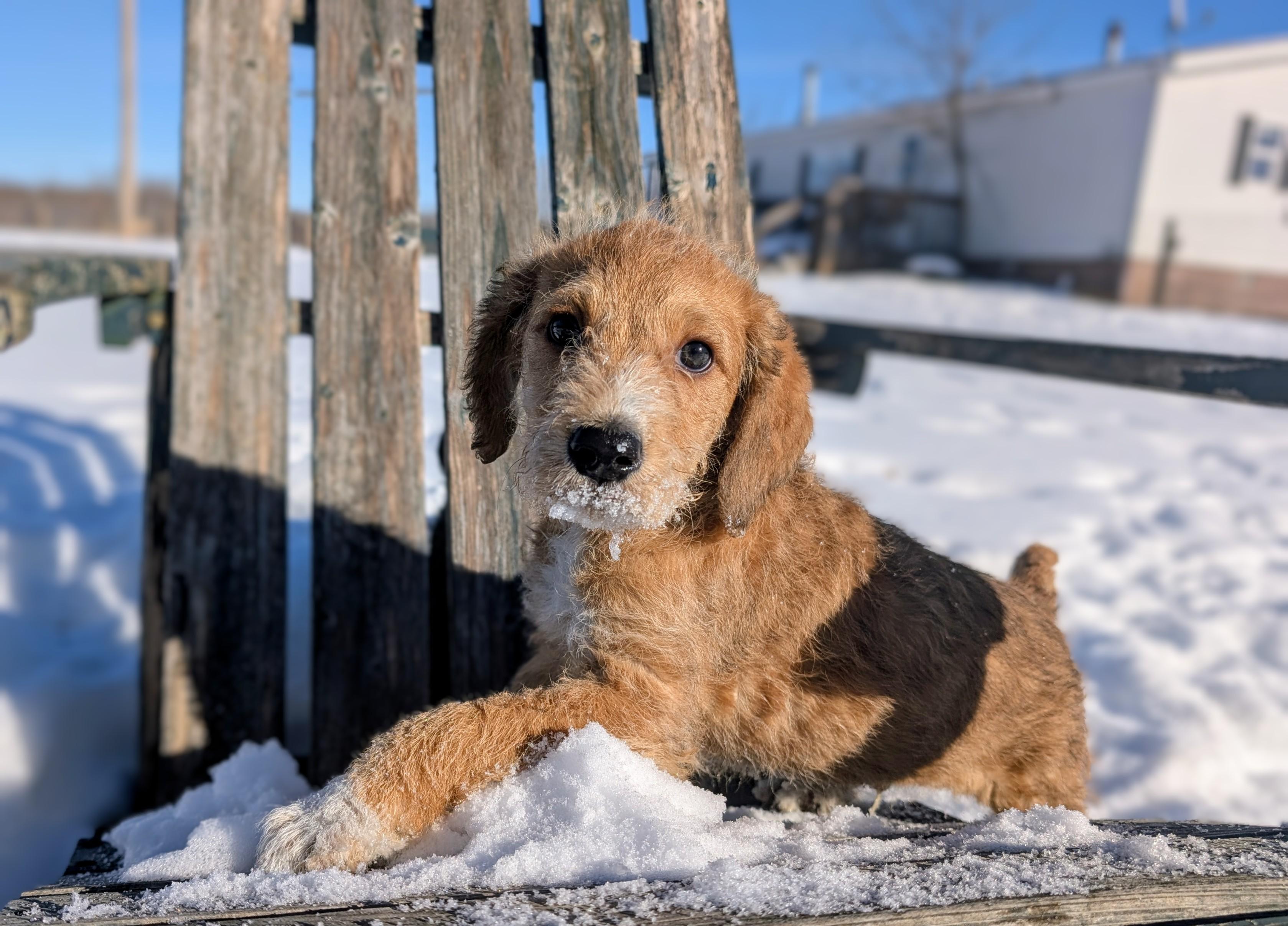 Beck, Adoptable, Puppy Male Retriever & Poodle.