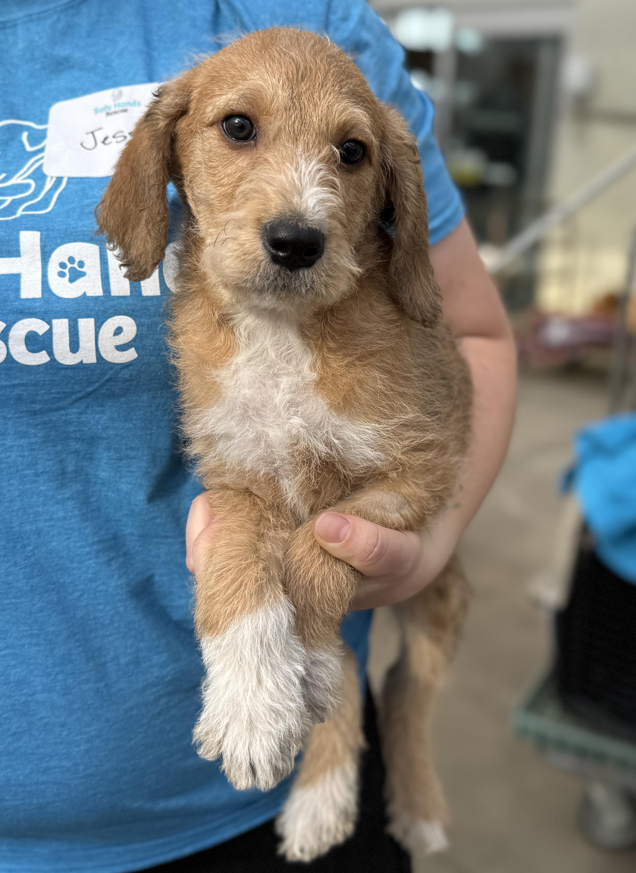 Enlarge Beck, a Adoptable mixed breed in Minneapolis, MN image 6/6