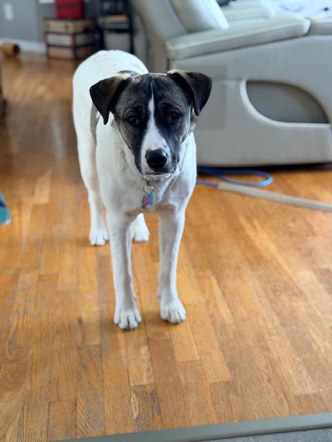 Aries, a ADOPTABLE Mixed Breed in Saskatoon, SK image 6/6