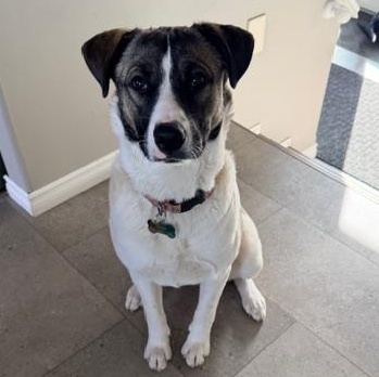 Aries, a ADOPTABLE Mixed Breed in Saskatoon, SK image 5/6