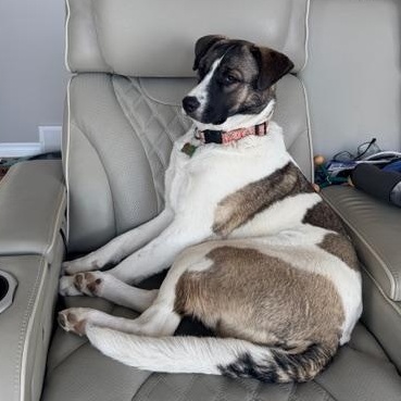 Aries, a ADOPTABLE Mixed Breed in Saskatoon, SK image 3/6