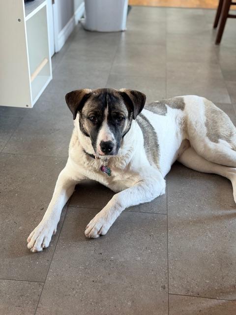 Aries, a ADOPTABLE Mixed Breed in Saskatoon, SK image 4/6