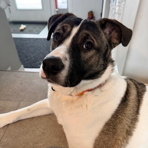 Aries, ADOPTABLE, Young Female Mixed Breed.