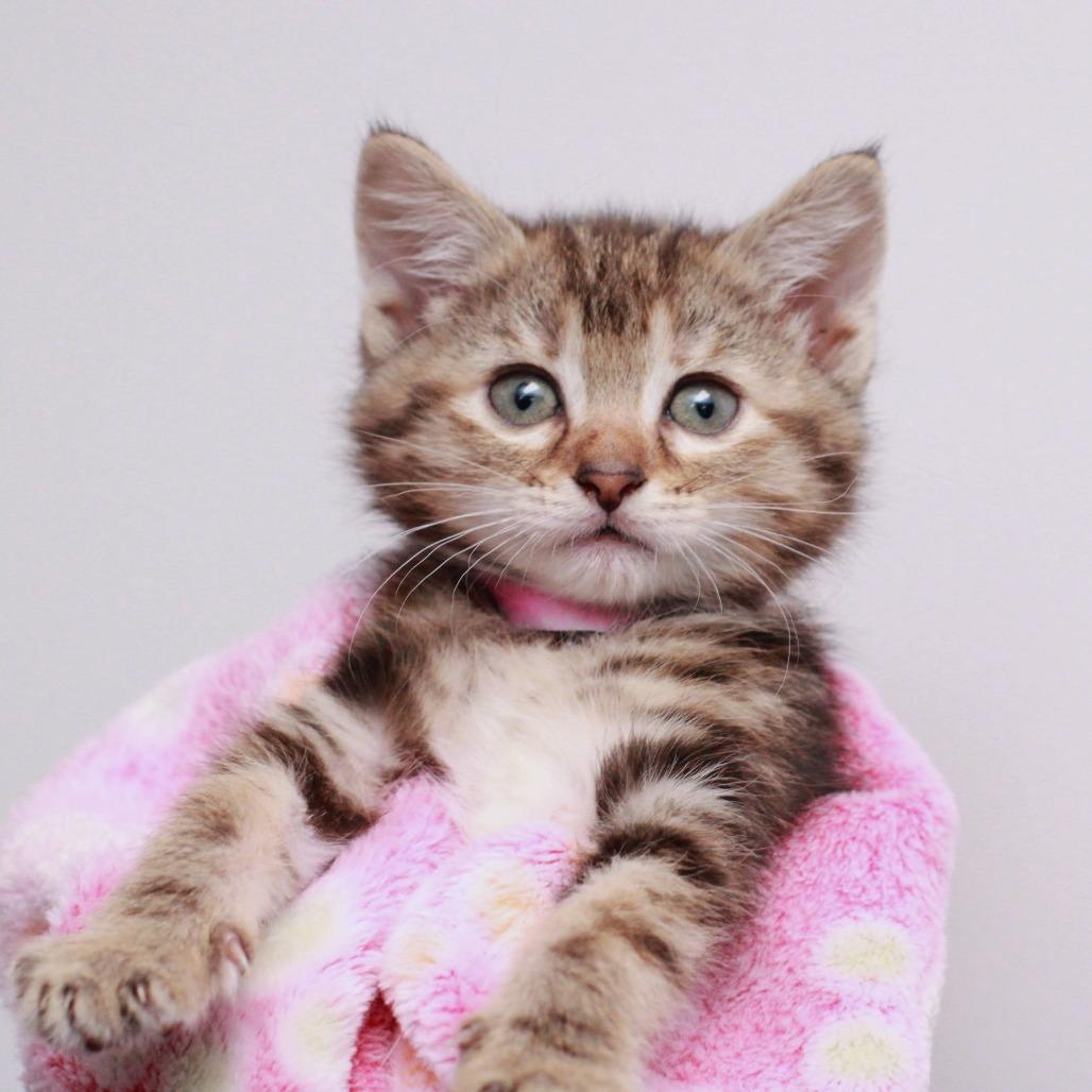 Enlarge Dove, a Adoptable mixed breed in Hattiesburg, MS image 1/3