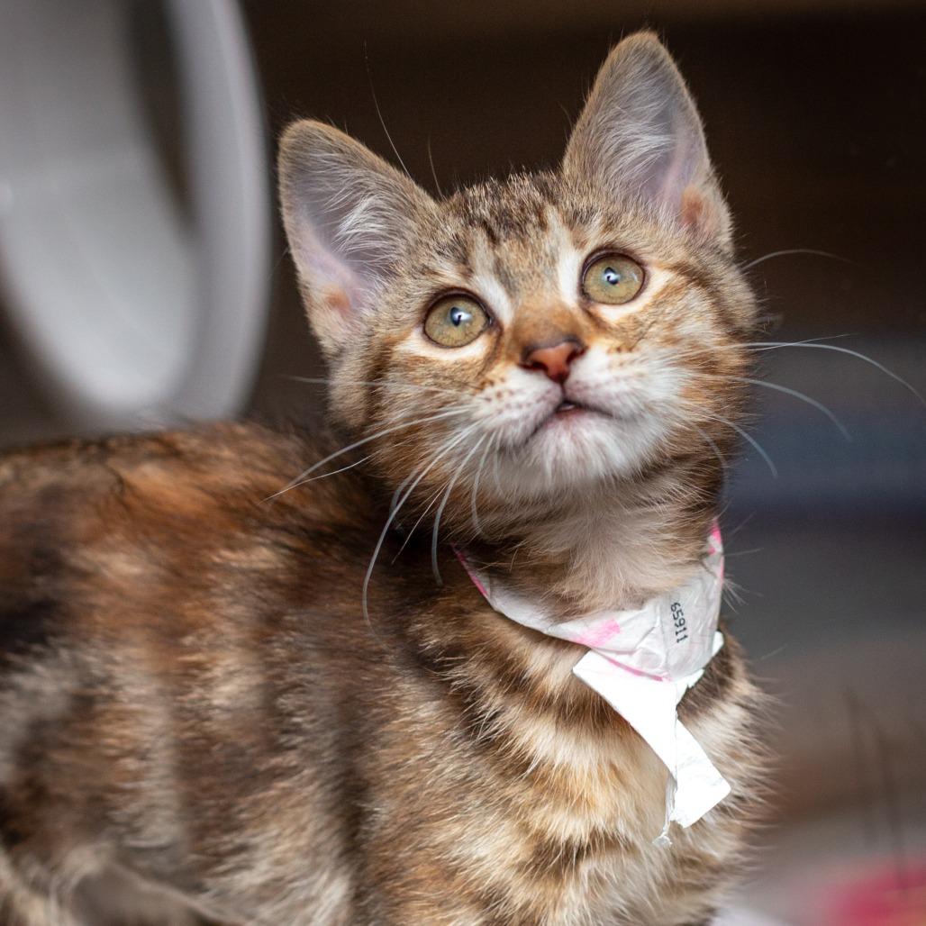 Enlarge Dove, a Adoptable mixed breed in Hattiesburg, MS image 2/3