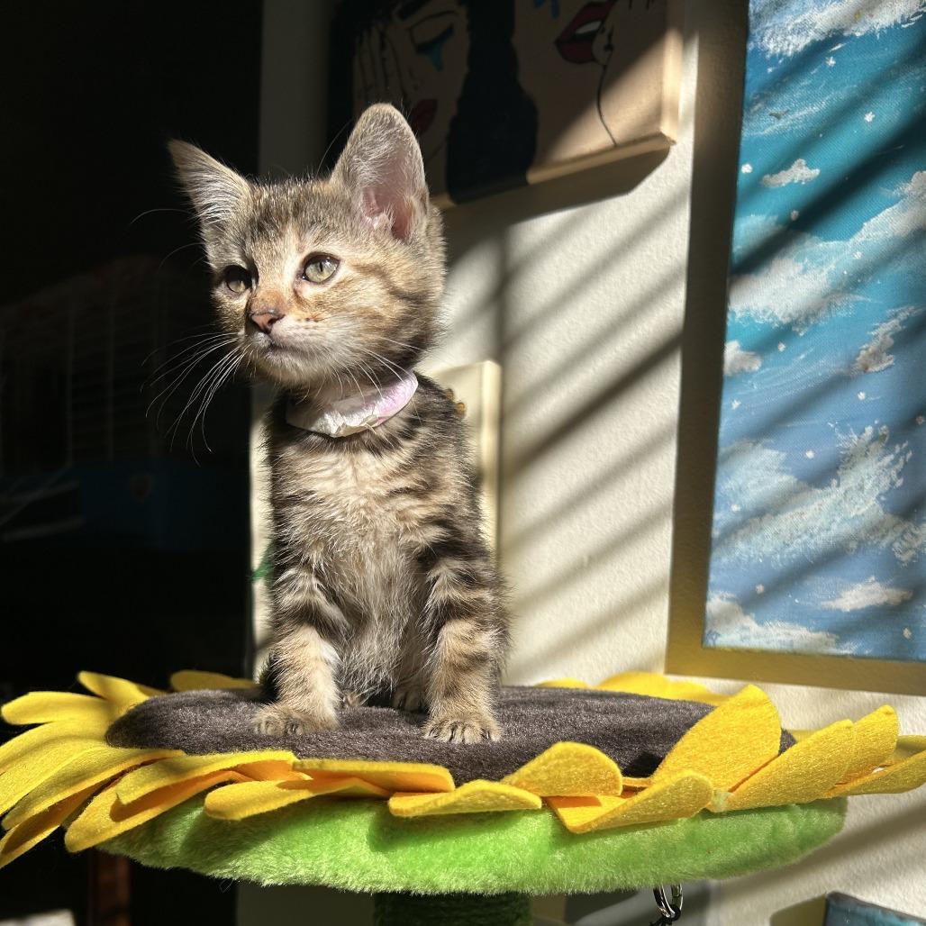 Enlarge Dove, a Adoptable mixed breed in Hattiesburg, MS image 3/3