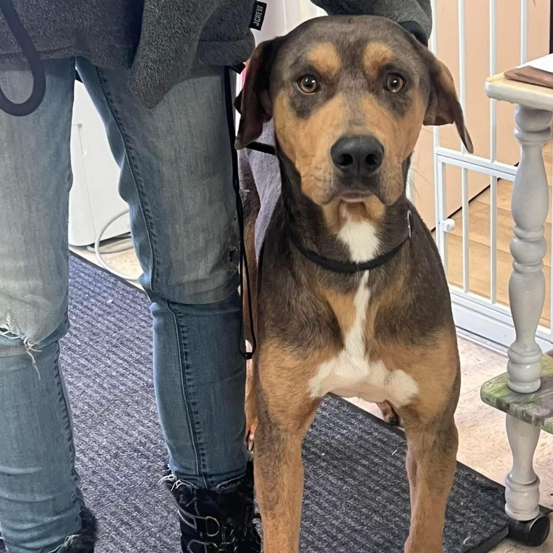 Radar, an adoptable mixed breed in Mount Sterling, KY image 2/3